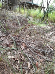 Cymbopogon refractus