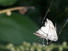 Zizula hylax pygmaea