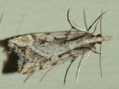 Scoparia ithyntis