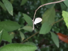 Zizula hylax pygmaea