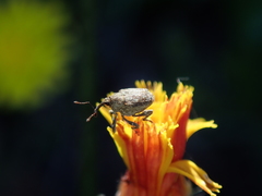 Parethelcus pollinarius
