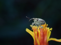 Parethelcus pollinarius