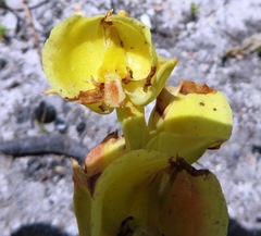 Pterygodium acutifolium
