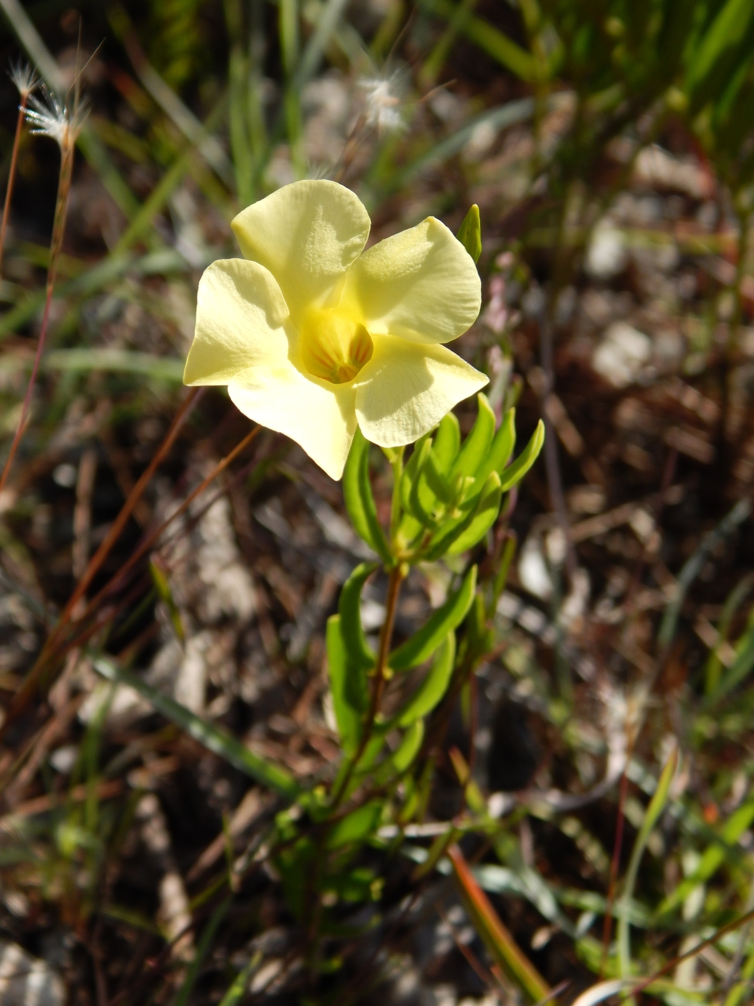 Angadenia berteroi