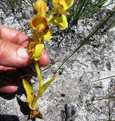Pterygodium acutifolium