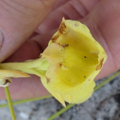 Pterygodium acutifolium