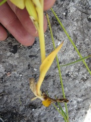 Pterygodium acutifolium