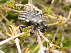 Lyperobius