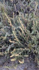 Atriplex glauca