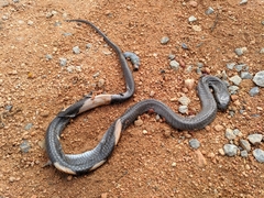 Naja nigricollis