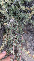 Atriplex glauca