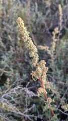 Atriplex glauca