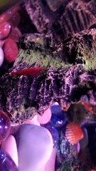 Neocaridina davidi