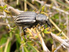 Lyperobius