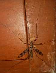 Acutipula