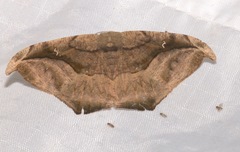 Oxydia scriptipennaria