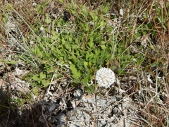 Melanthera parvifolia