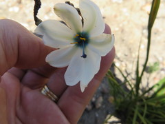 Aristea cantharophila