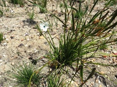 Aristea cantharophila