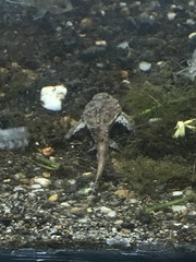 Bunocephalus colombianus