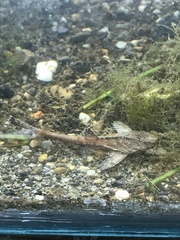 Bunocephalus colombianus