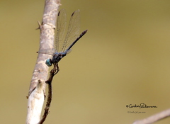 Micrathyria schumanni