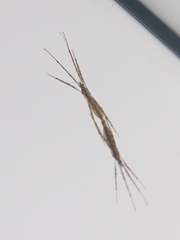 Styringomyia