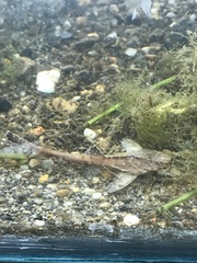 Bunocephalus colombianus