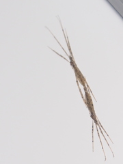 Styringomyia