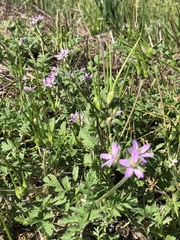 Erodium moschatum