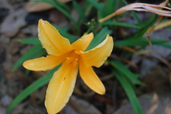 Hemerocallis lilioasphodelus