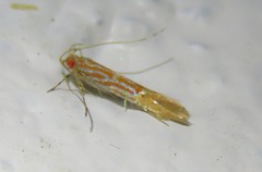 Labdia chryselectra