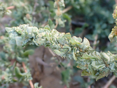 Atriplex glauca