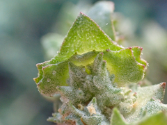 Atriplex glauca