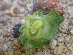 Atriplex glauca