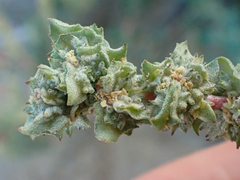Atriplex glauca