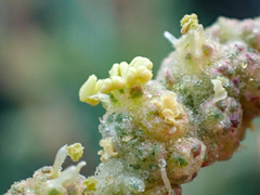 Atriplex glauca