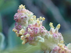 Atriplex glauca