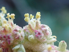 Atriplex glauca