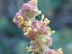 Atriplex glauca