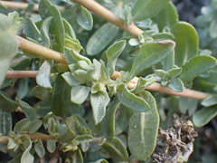 Atriplex glauca