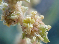 Atriplex glauca