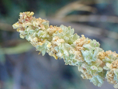 Atriplex glauca