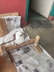 Microhierax latifrons