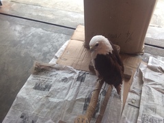 Microhierax latifrons