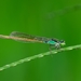 Common Bluetail - Photo (c) Kiran, some rights reserved (CC BY-NC), uploaded by Kiran