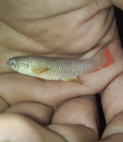 Bluefin killi (Rachovia brevis) — Rivulidae