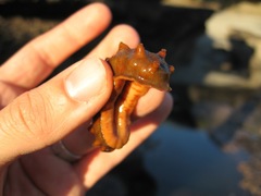 Cryptoconchus porosus