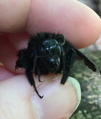 Bombus morio