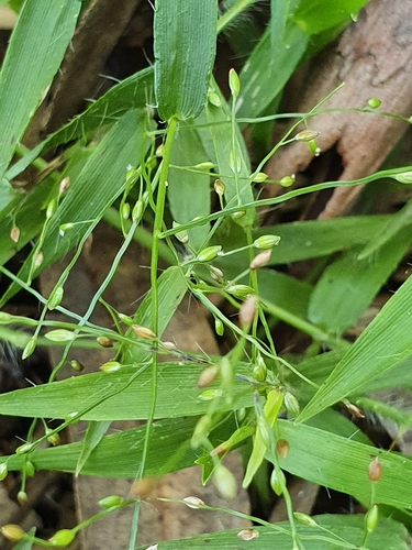 Stolonochloa pygmaea